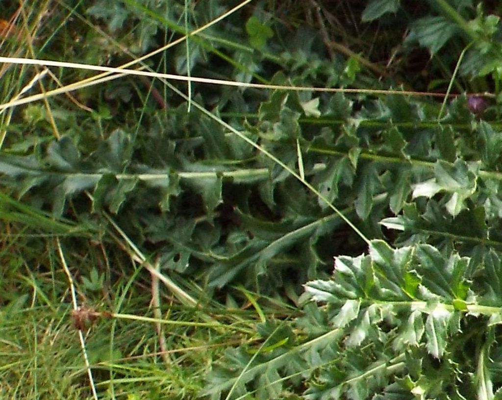 E'' un cardo?  No, Cirsium acaule