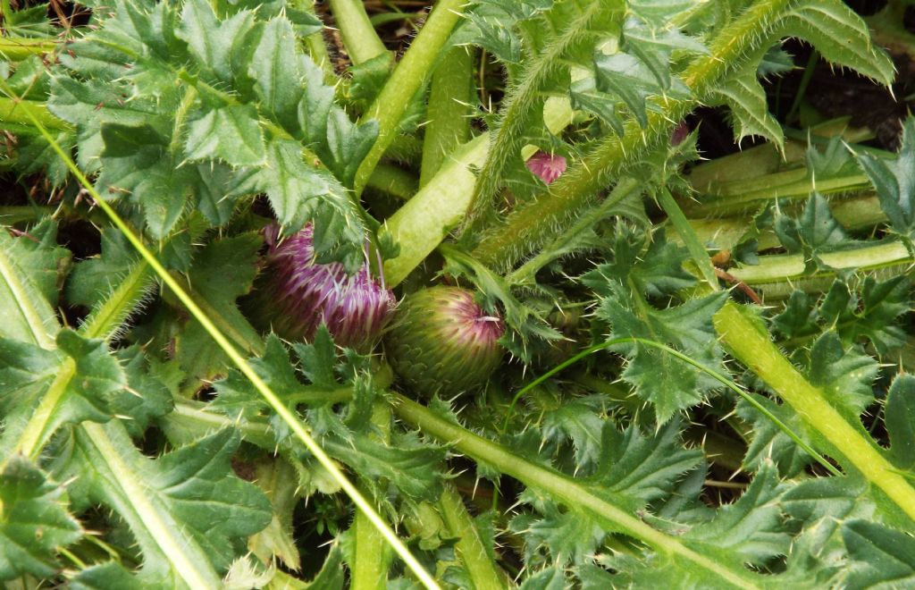 E'' un cardo?  No, Cirsium acaule