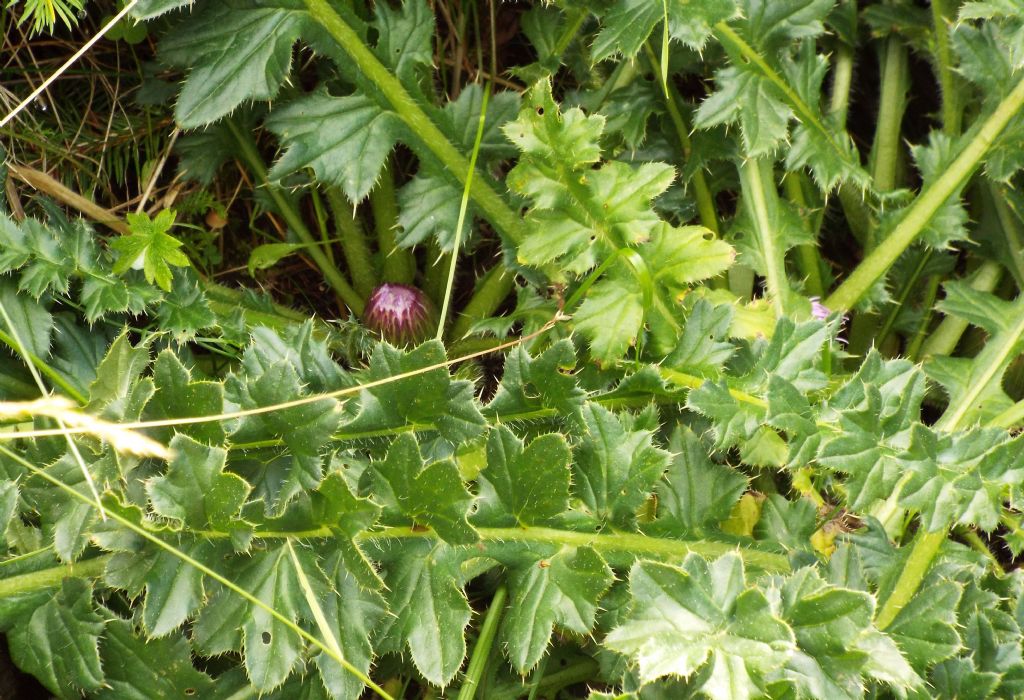 E'' un cardo?  No, Cirsium acaule