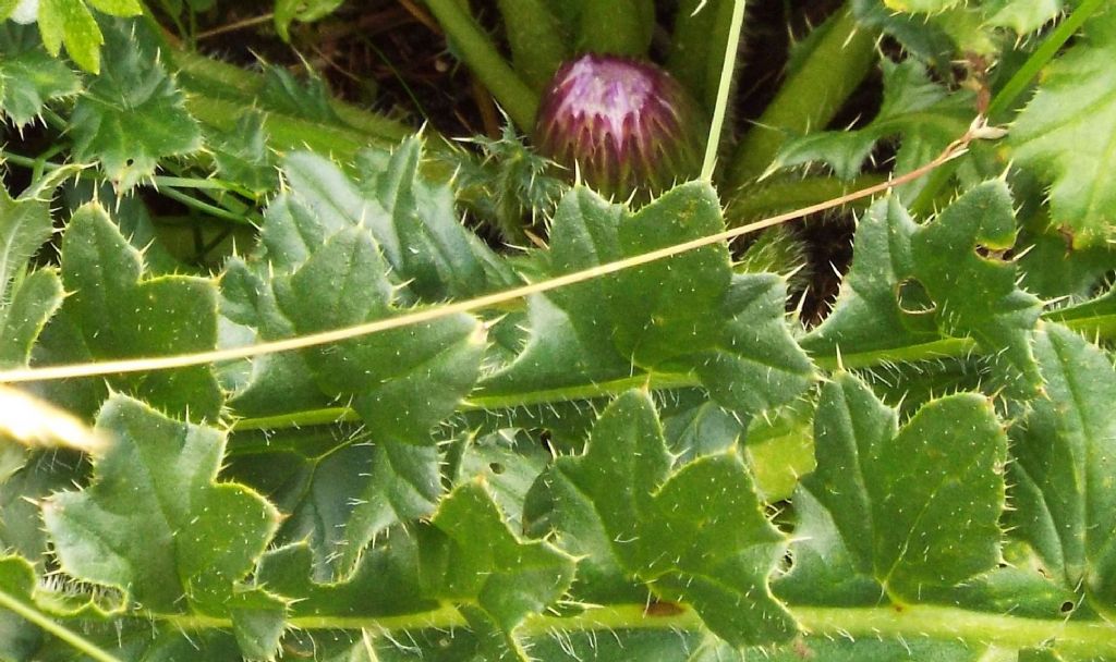 E'' un cardo?  No, Cirsium acaule