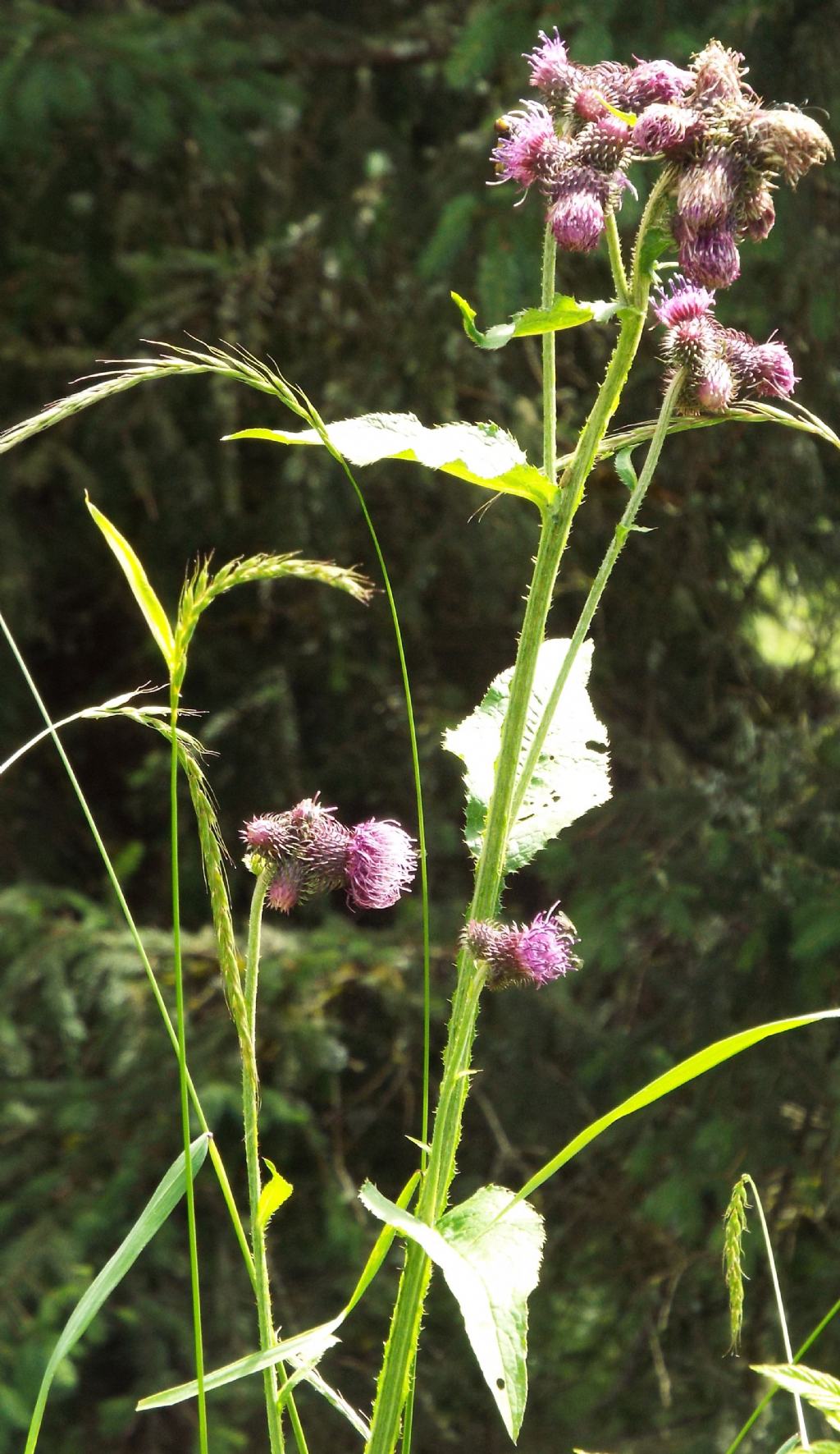 Carduus personata / Cardo personata