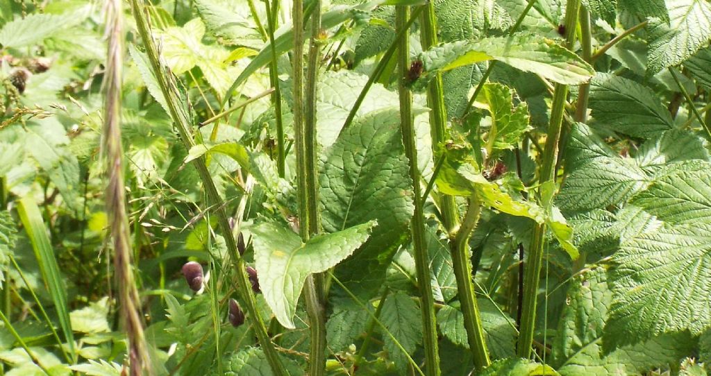 Carduus personata / Cardo personata