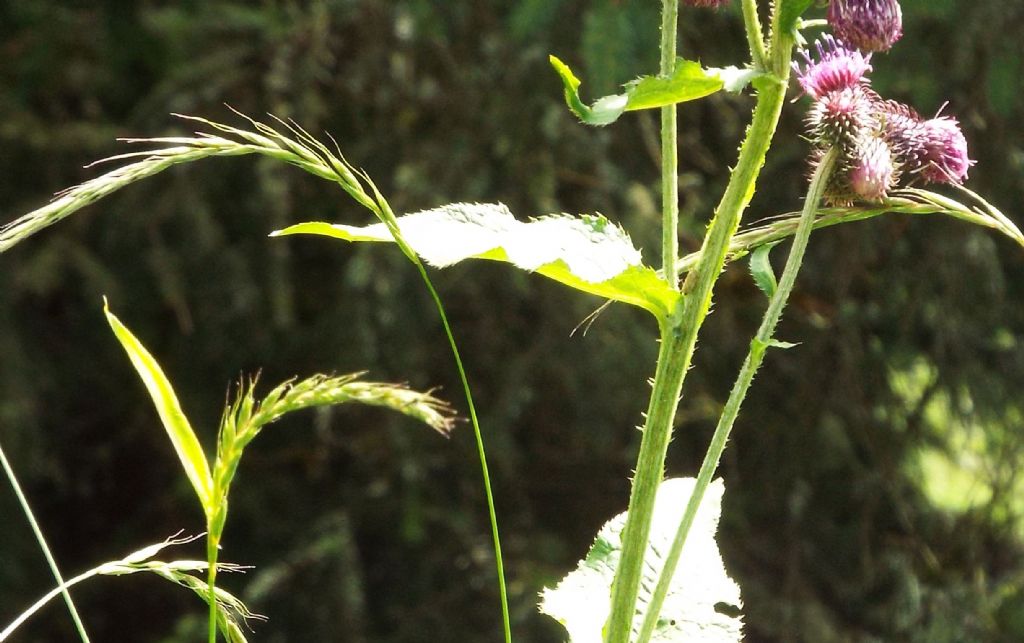 Carduus personata / Cardo personata