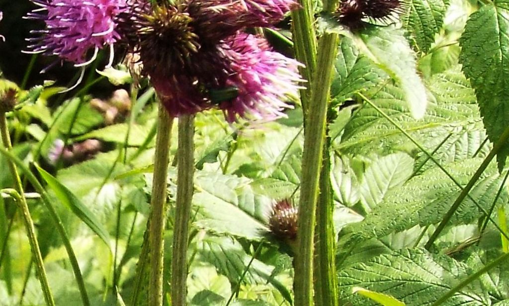 Carduus personata / Cardo personata