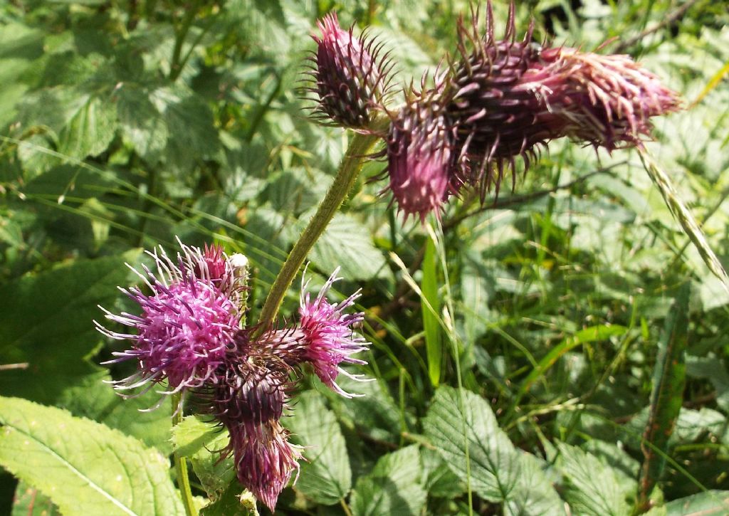 Carduus personata / Cardo personata