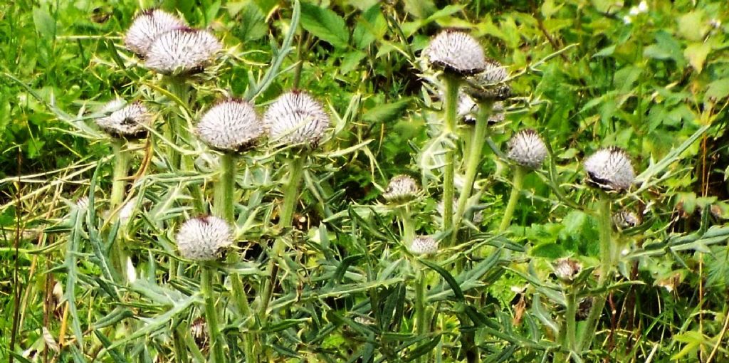 Cirsium eriophorum  (Asteraceae)