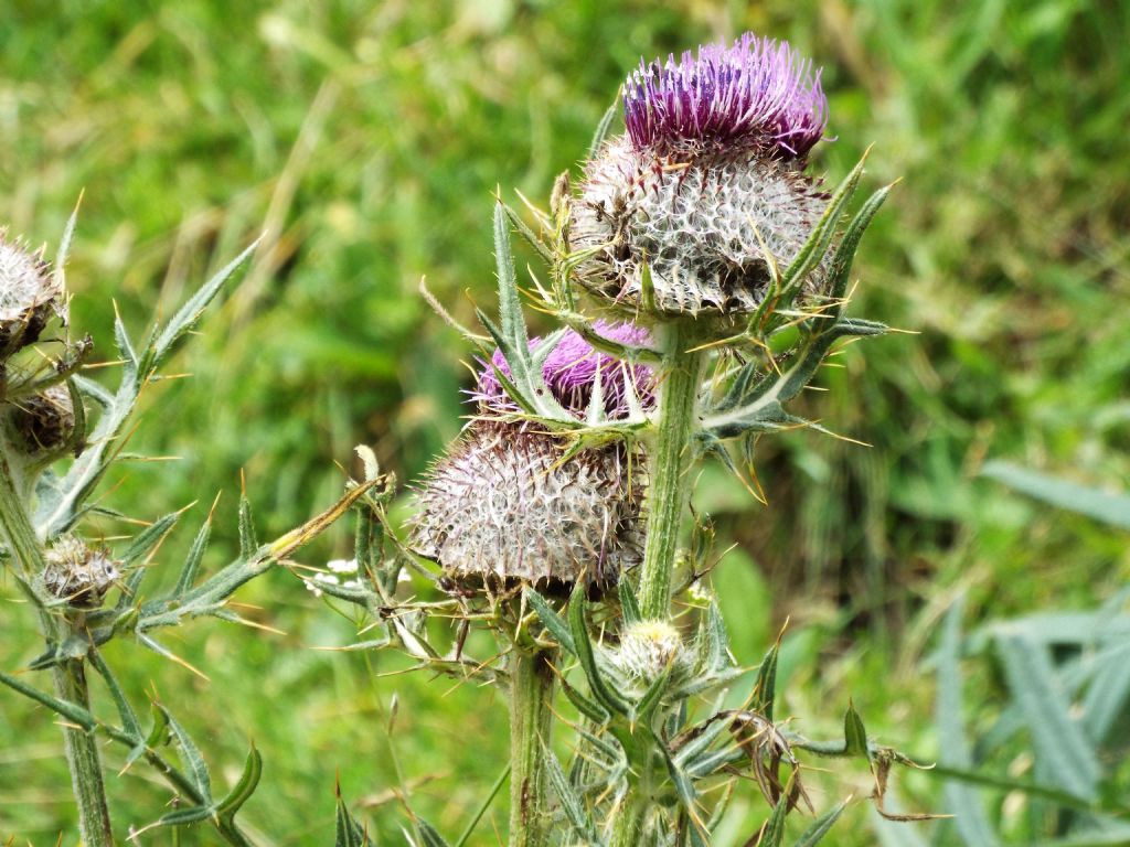 Cirsium eriophorum  (Asteraceae)