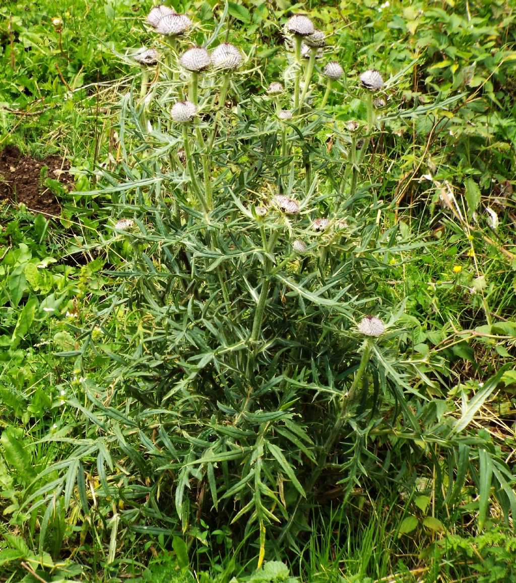 Cirsium eriophorum  (Asteraceae)