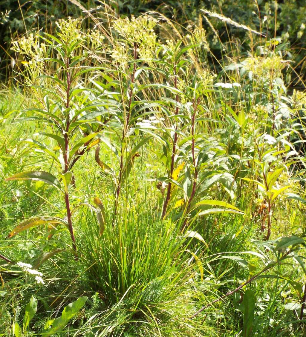 Senecio cacaliaster / Senecione biancastro