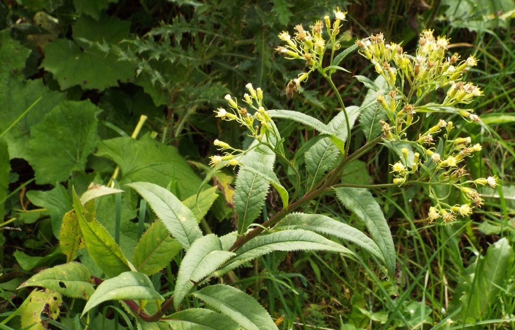 Senecio cacaliaster / Senecione biancastro