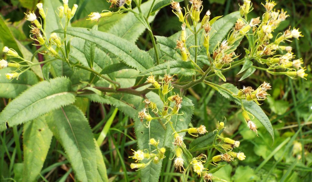 Senecio cacaliaster / Senecione biancastro