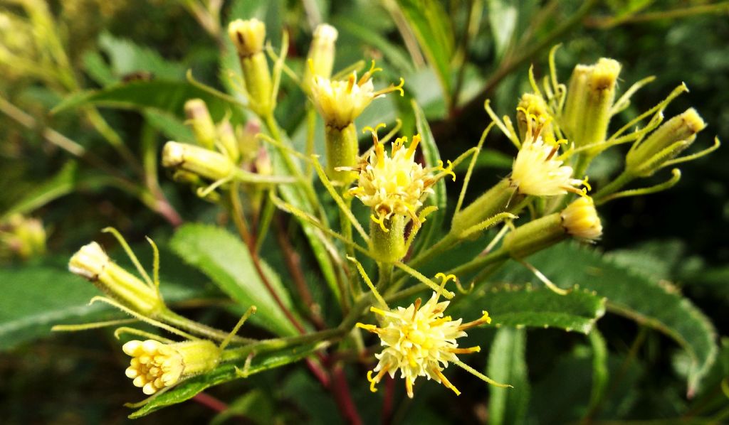 Senecio cacaliaster / Senecione biancastro