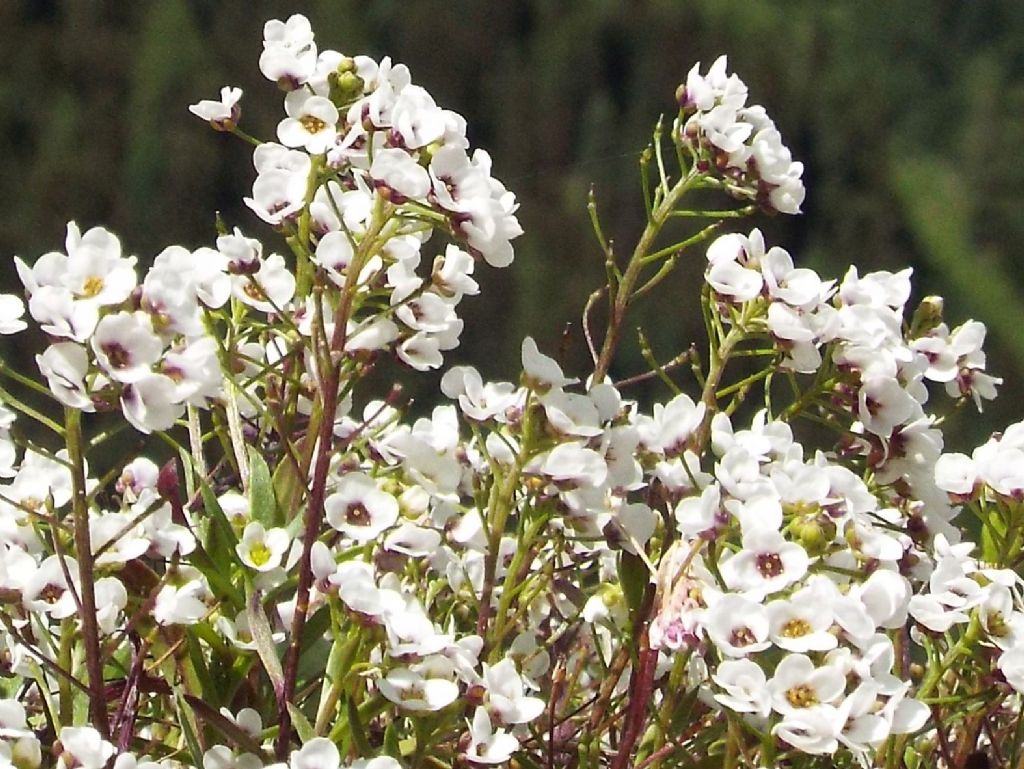 Lobularia maritima (Brassicaceae)