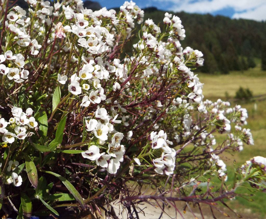 Lobularia maritima (Brassicaceae)