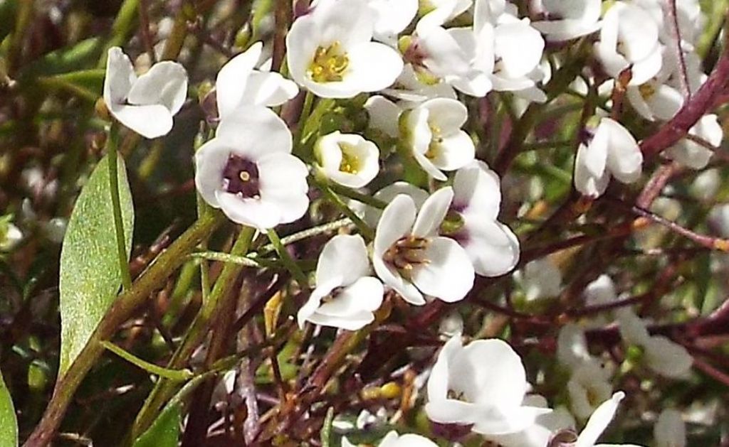 Lobularia maritima (Brassicaceae)