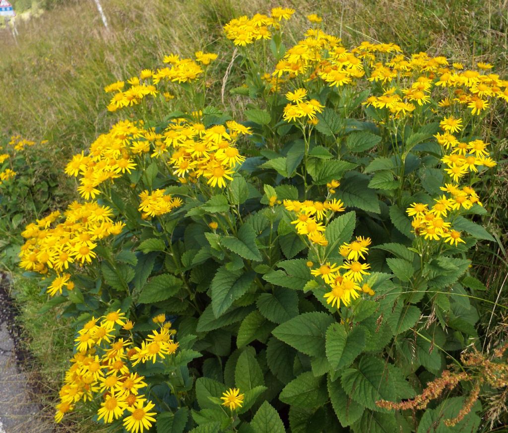 Jacobaea alpina / Senecione alpino