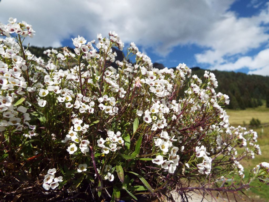 Lobularia maritima (Brassicaceae)