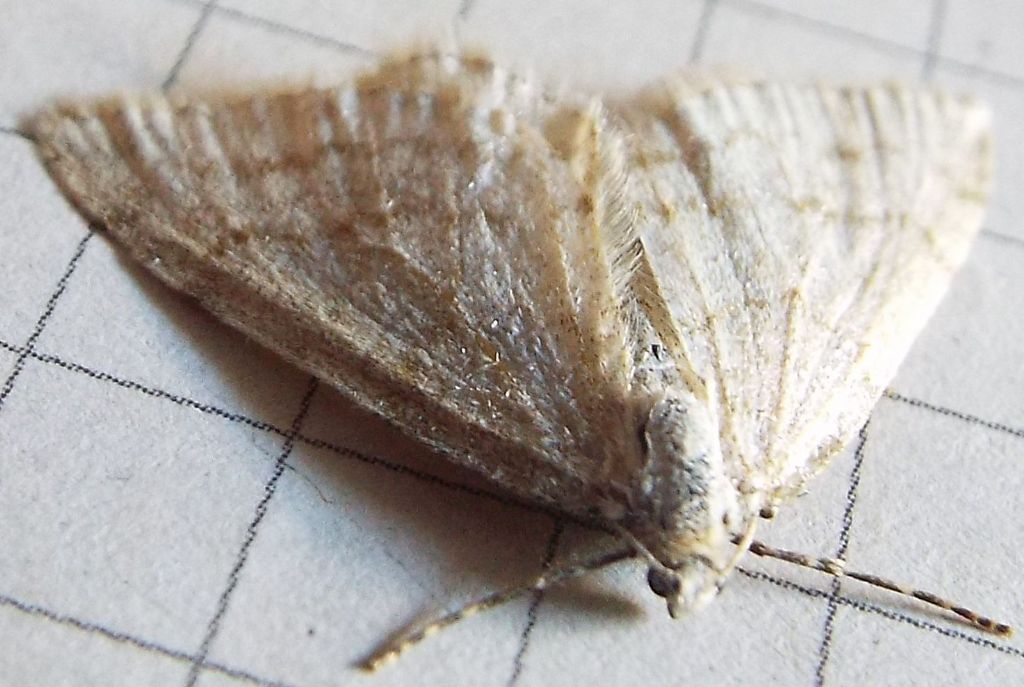 Falena da identificare:  Mesotype verberata (Geometridae), malridotta