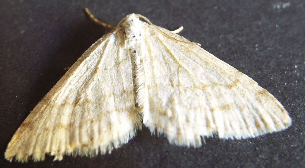 Falena da identificare:  Mesotype verberata (Geometridae), malridotta