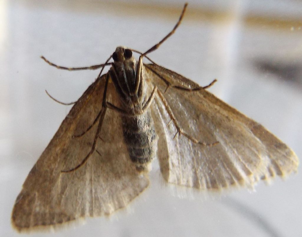 Falena da identificare:  Mesotype verberata (Geometridae), malridotta