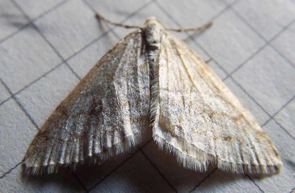 Falena da identificare:  Mesotype verberata (Geometridae), malridotta