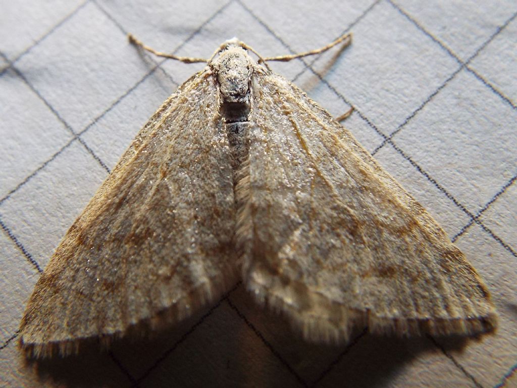 Falena da identificare:  Mesotype verberata (Geometridae), malridotta