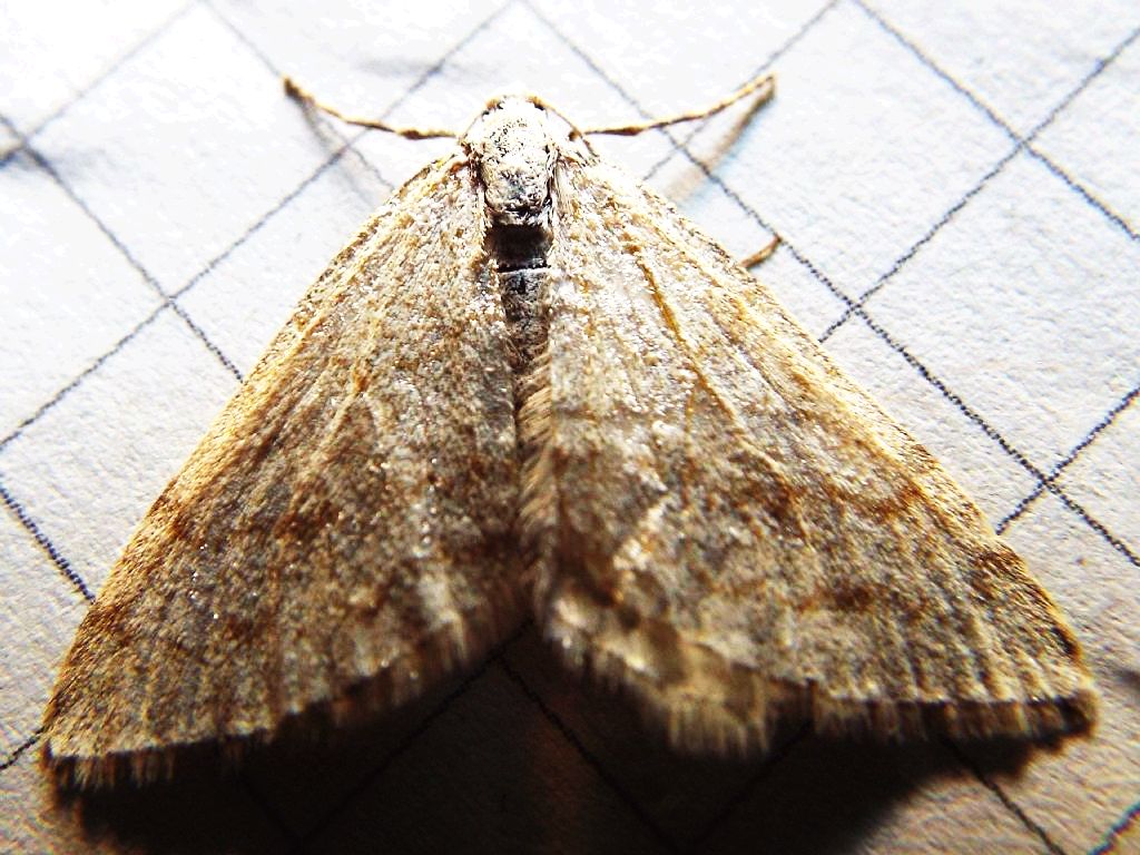 Falena da identificare:  Mesotype verberata (Geometridae), malridotta