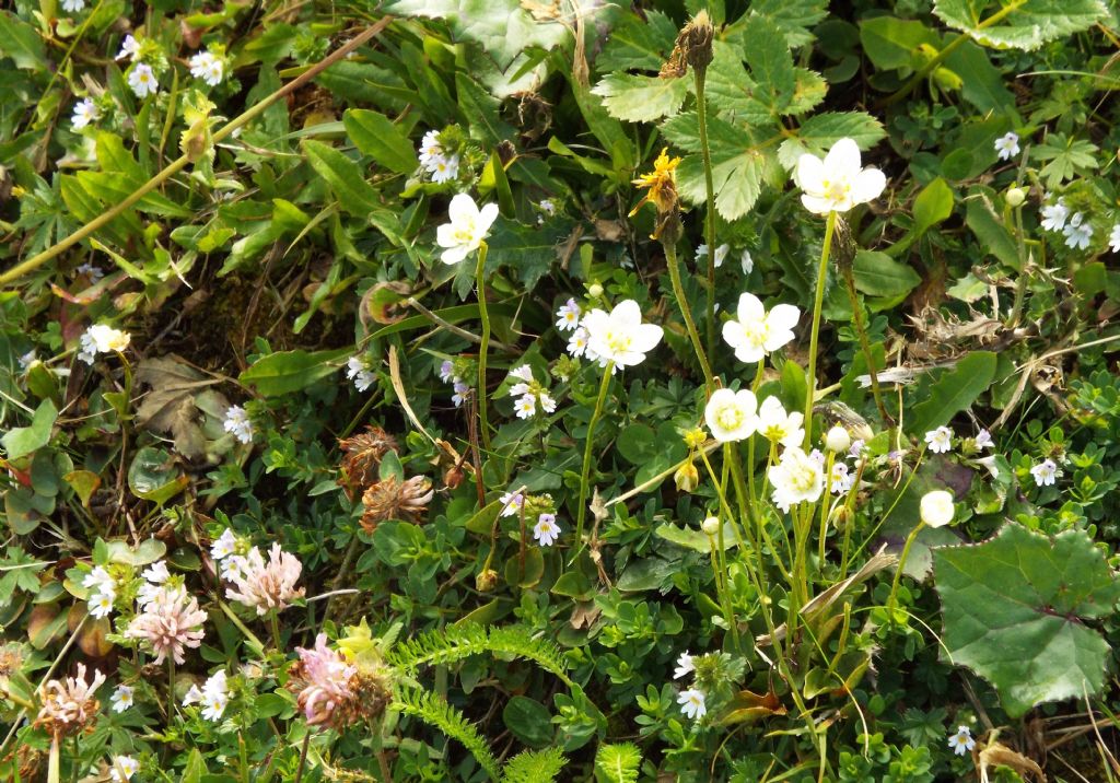 Parnassia palustris  (Celastrales - Celastraceae)