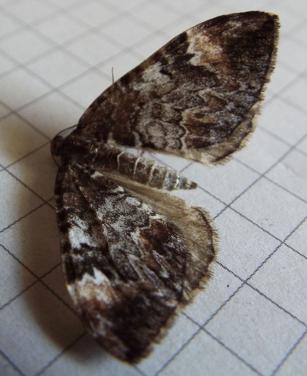 Dysstroma citrata (Geometridae)