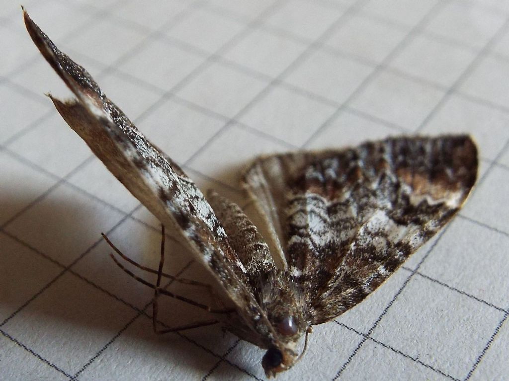 Dysstroma citrata (Geometridae)