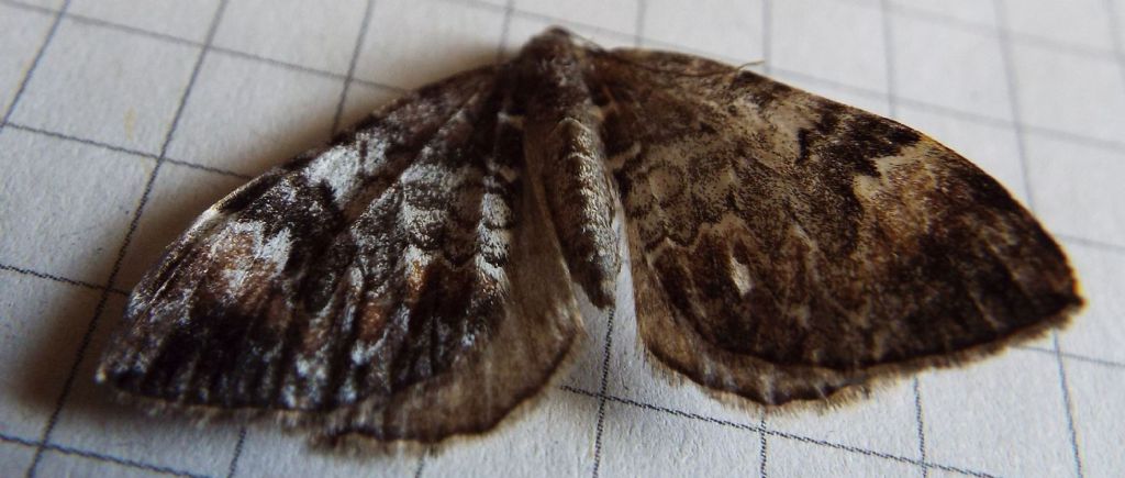 Dysstroma citrata (Geometridae)