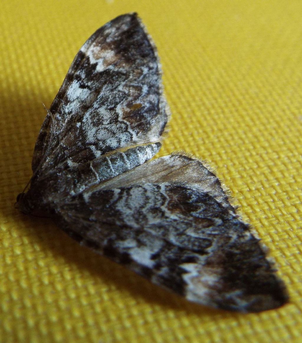 Dysstroma citrata (Geometridae)