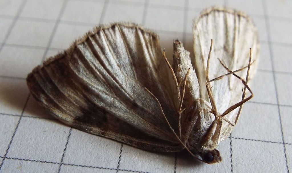 Dysstroma citrata (Geometridae)