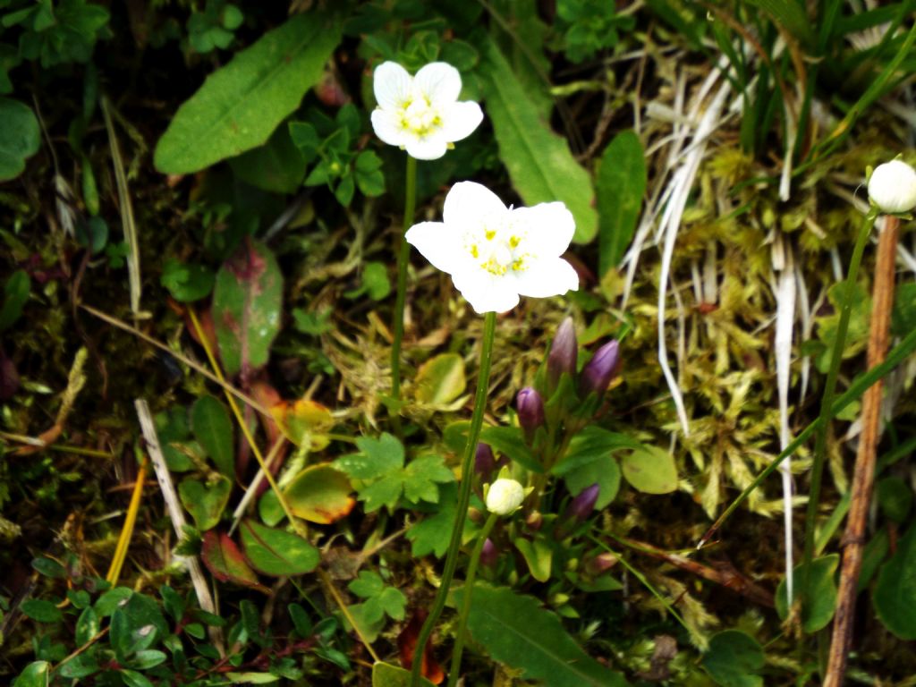 Parnassia palustris  (Celastrales - Celastraceae)