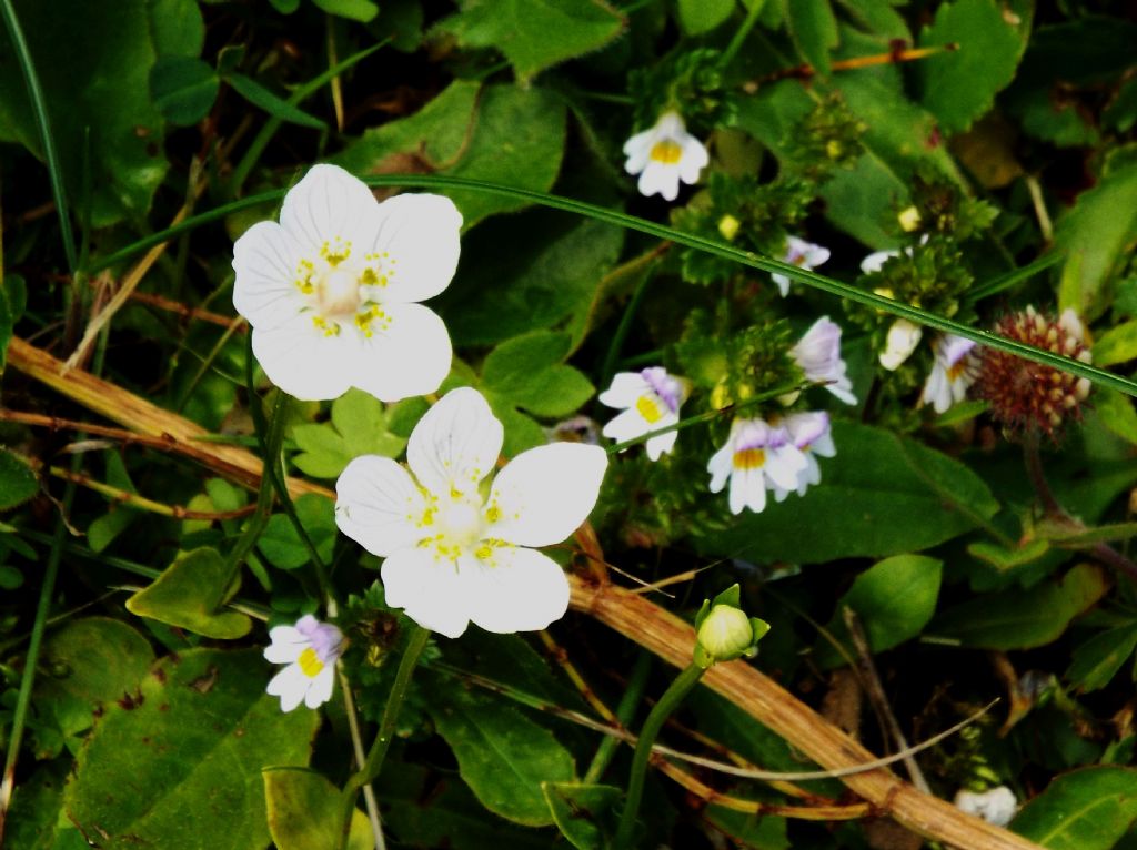 Parnassia palustris  (Celastrales - Celastraceae)