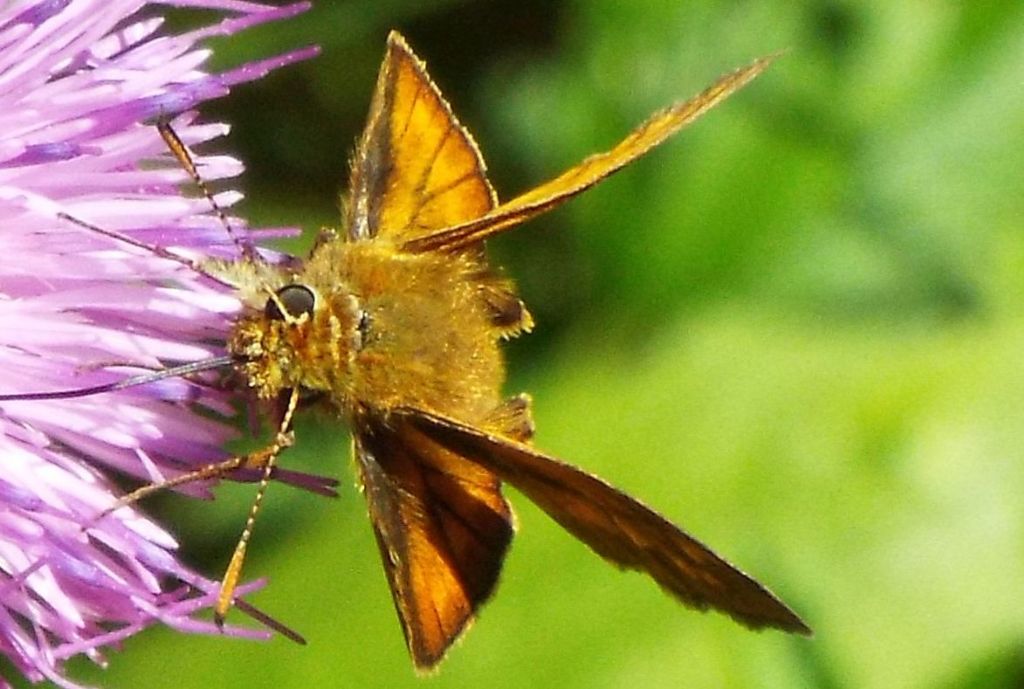 Ochlodes sylvanus   (Hesperiidae)