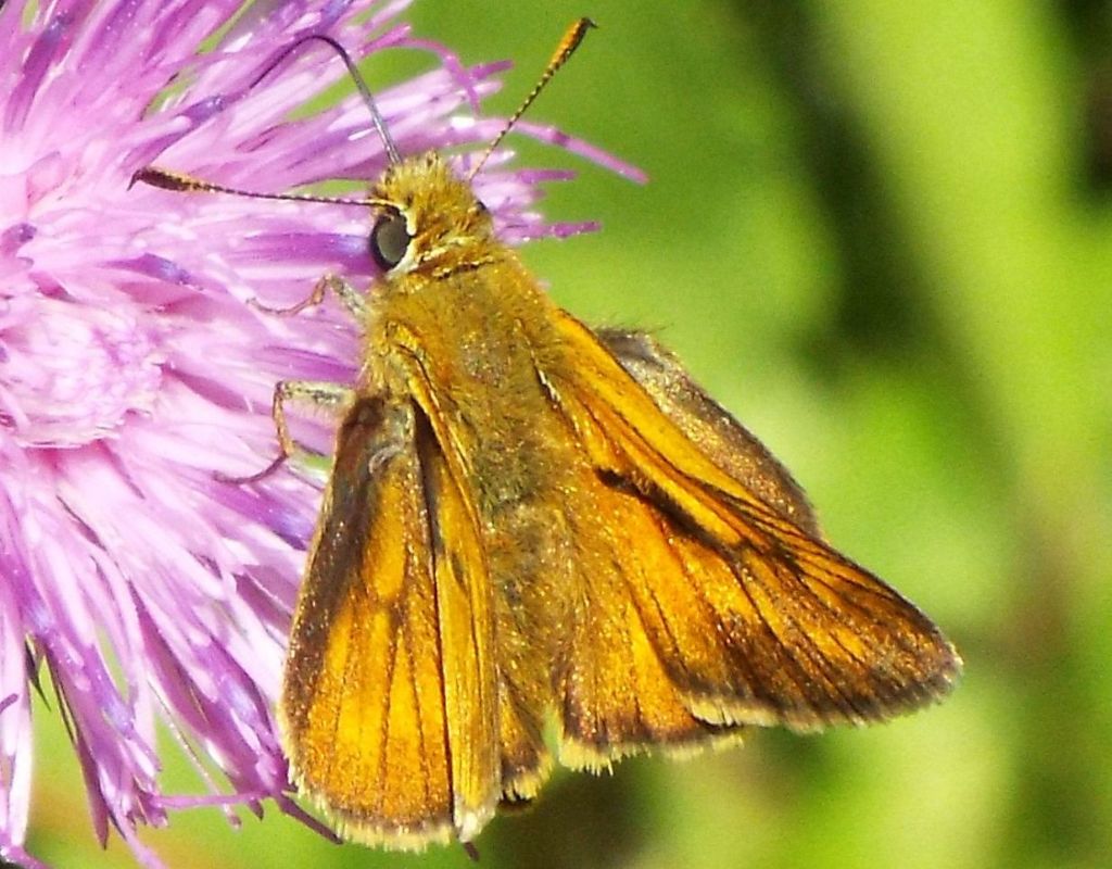 Ochlodes sylvanus   (Hesperiidae)