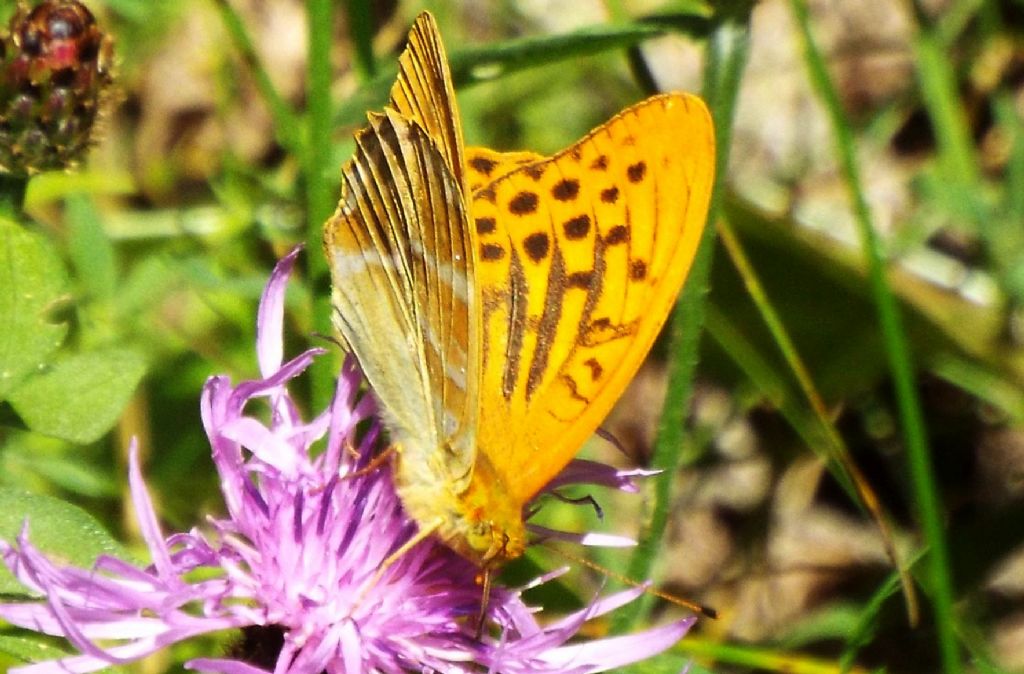 Argynnis paphia,  maschio  (Nymphalidae)