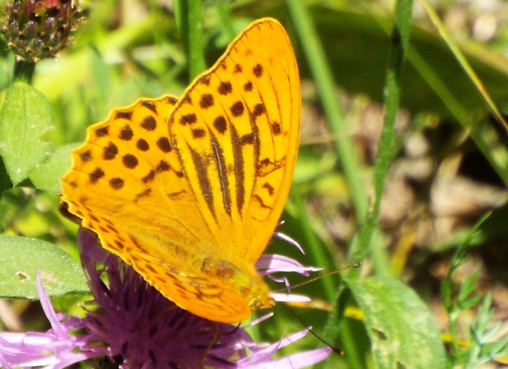 Argynnis paphia,  maschio  (Nymphalidae)