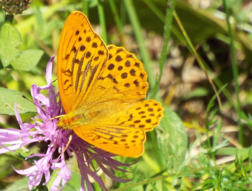 Argynnis paphia,  maschio  (Nymphalidae)