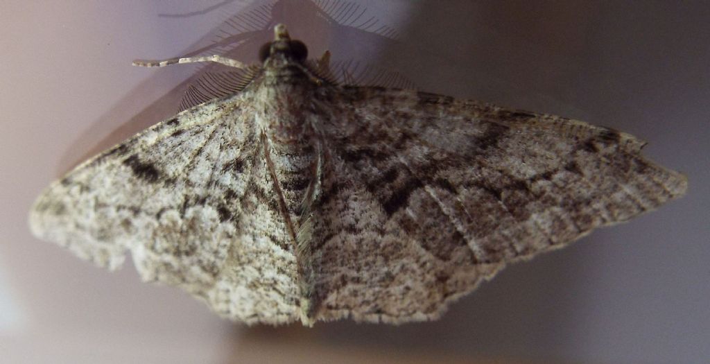 Maschio di Alcis repandata? No, Peribatodes cfr. secundaria (Geometridae)