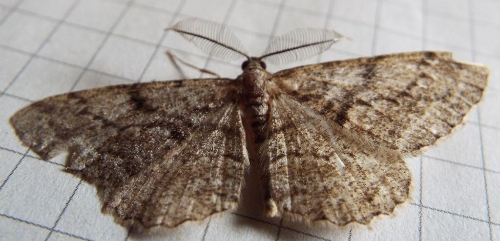 Maschio di Alcis repandata? No, Peribatodes cfr. secundaria (Geometridae)