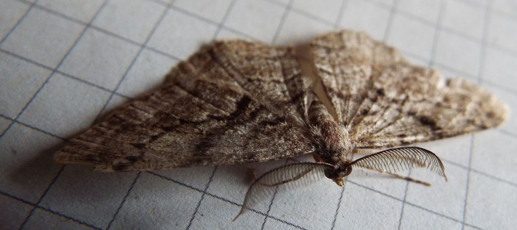 Maschio di Alcis repandata? No, Peribatodes cfr. secundaria (Geometridae)