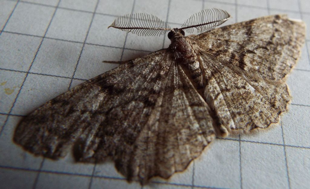 Maschio di Alcis repandata? No, Peribatodes cfr. secundaria (Geometridae)