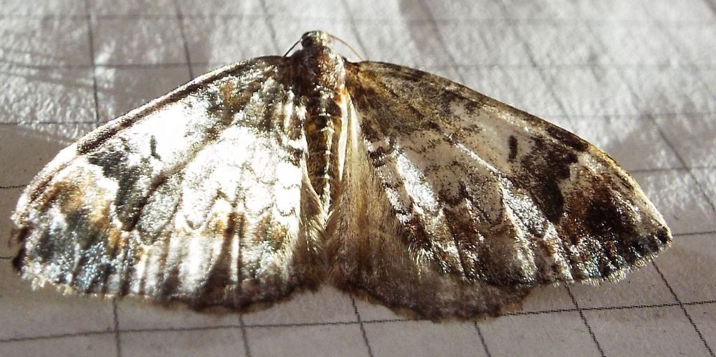 Dysstroma truncata, Geometridae