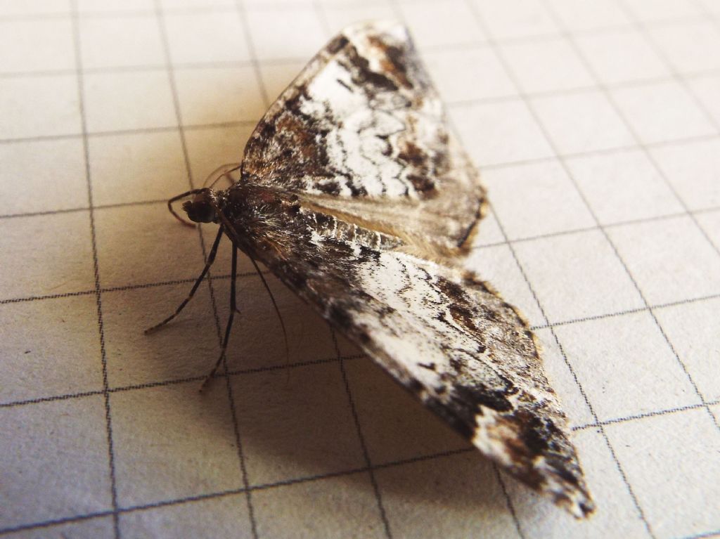 Dysstroma truncata, Geometridae