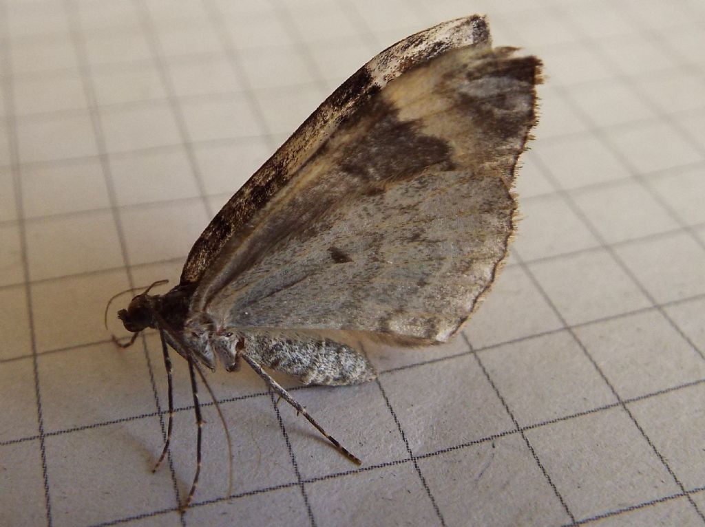 Dysstroma truncata, Geometridae