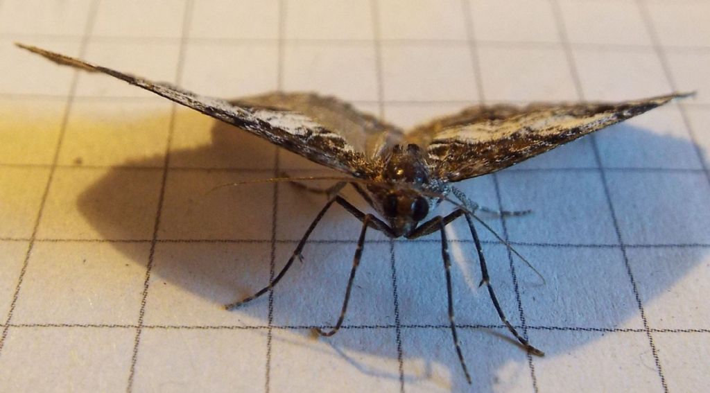 Dysstroma truncata, Geometridae