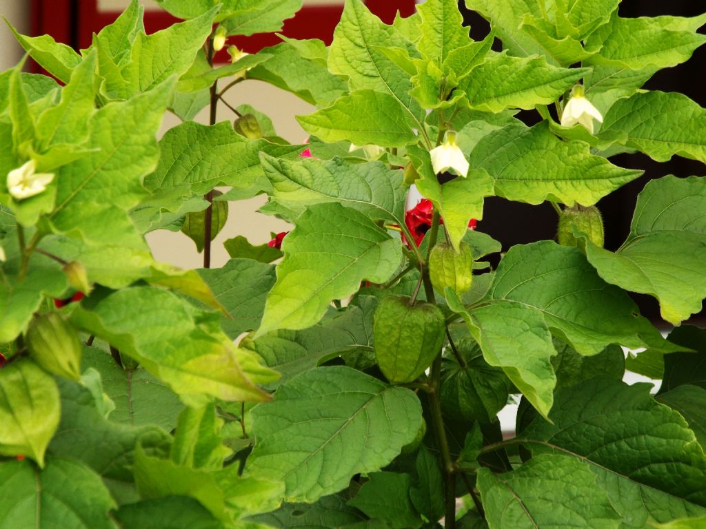 Physalis alkekengi / Alchechengi (Solanaceae)