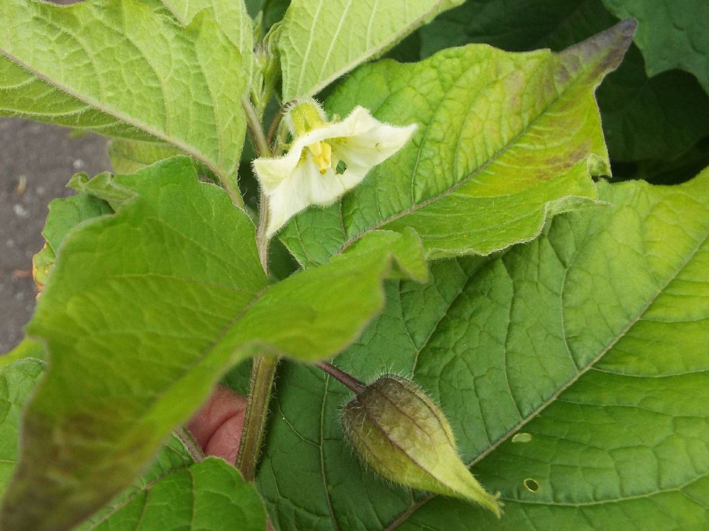 Physalis alkekengi / Alchechengi (Solanaceae)